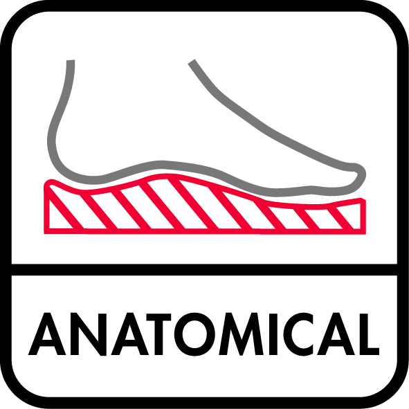 anatomical