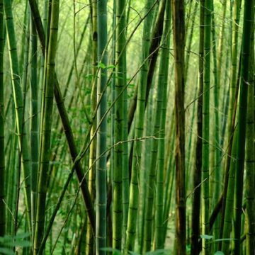 Voordelen bamboe kleding
